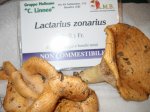 lactarius zonarius